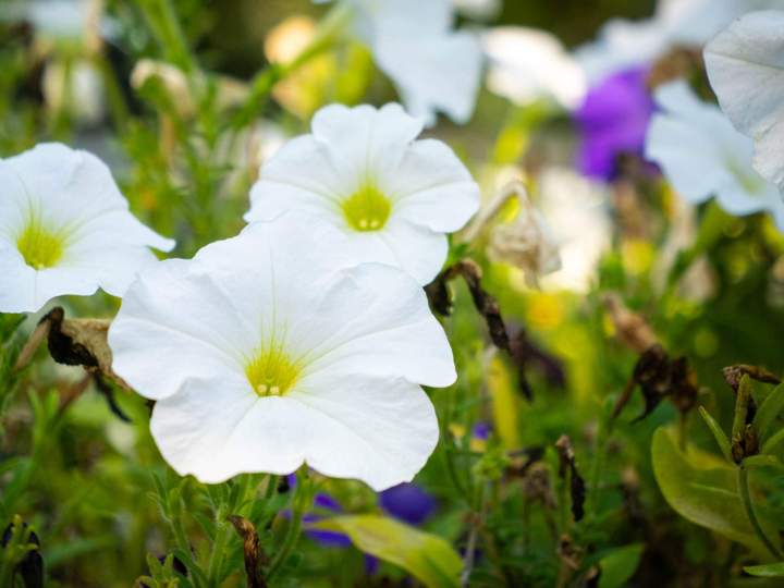 Landscape Maintenance La Prairie