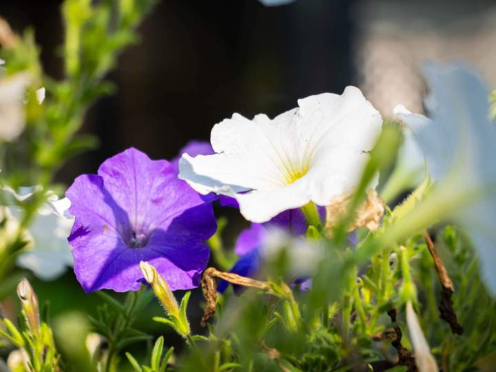 Entretien paysager La Prairie